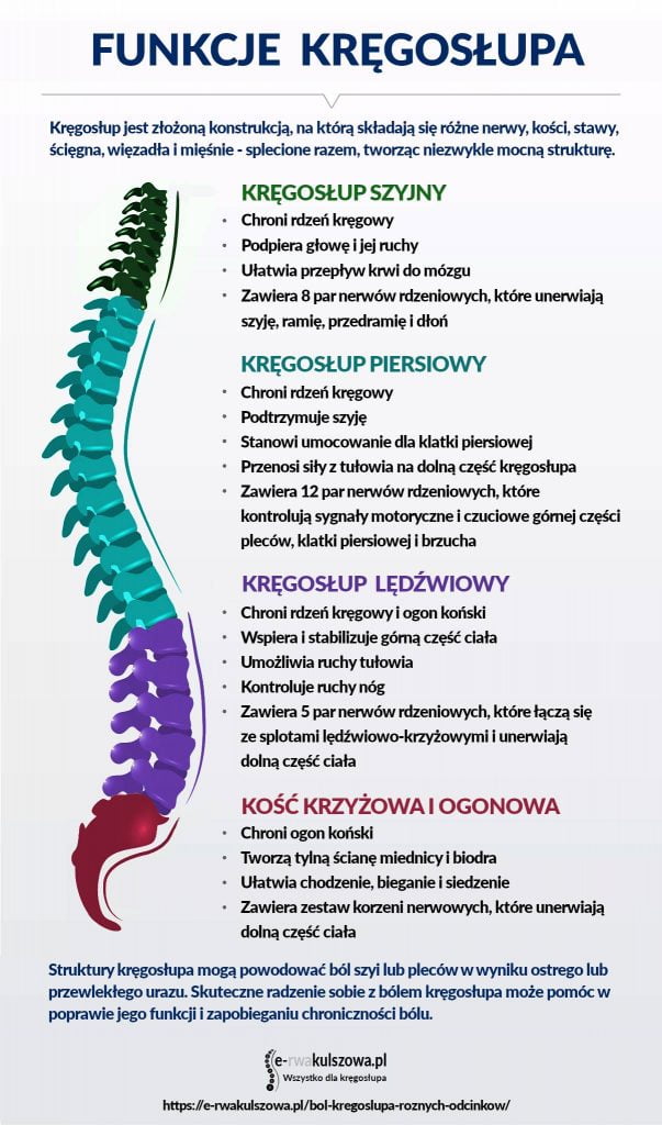 Ból kręgosłupa w różnych odcinkach. Infografika - anatomia kręgosłupa